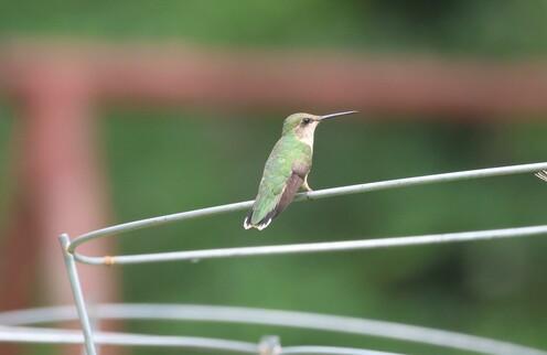 Very small bird, green, black, and white, with a long bill, is perched on a wire tomato cage.