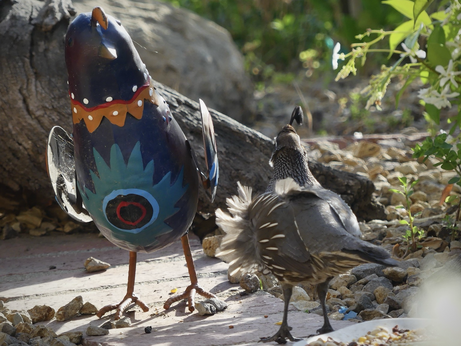 The quail arrive at six for dinner and the male comes face to face with my quail sculpture. His feathers fluff out in the breeze as he admires the sculpture in frozen shock.